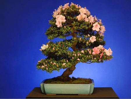 Bonsai art