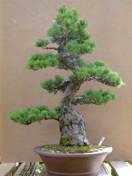 Bonsai art