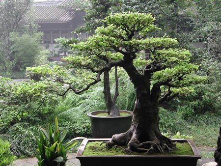 Bonsai art