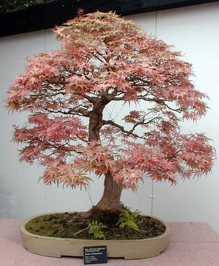 Bonsai art