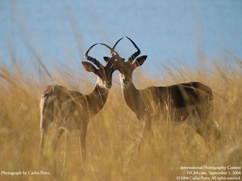 International photo competition