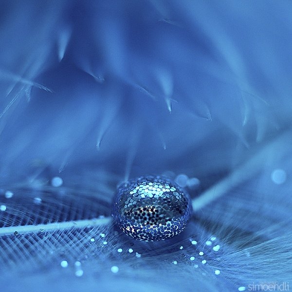 macro photography