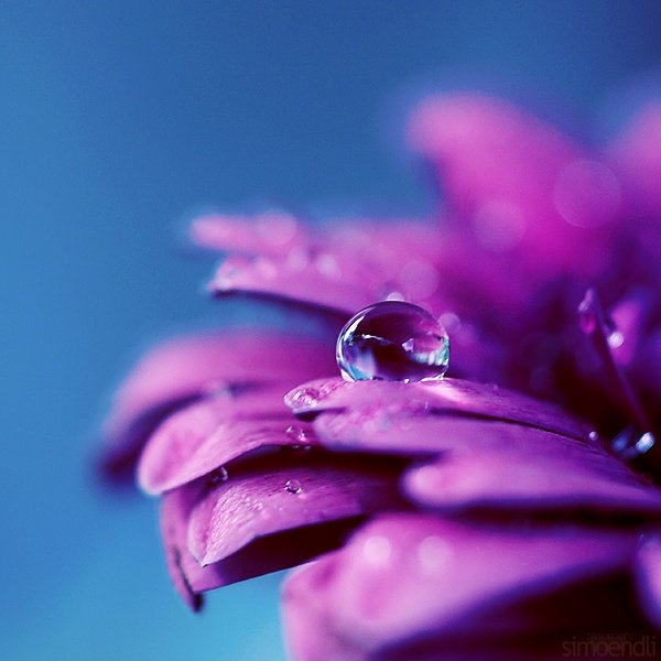 macro photography