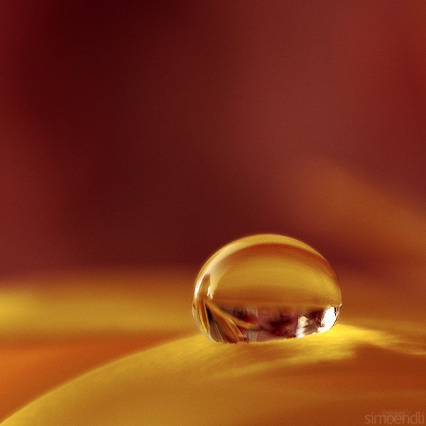 macro photography