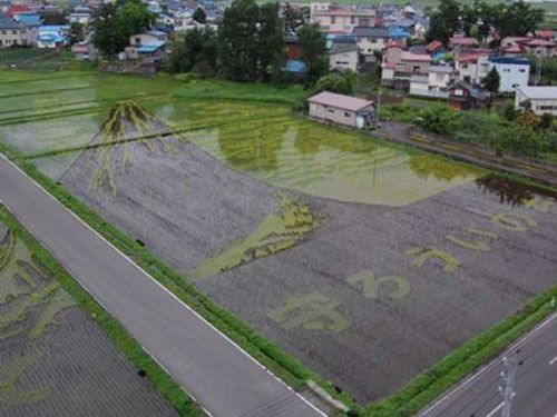 japanese rice pictures