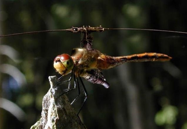 cyborg animal and insect