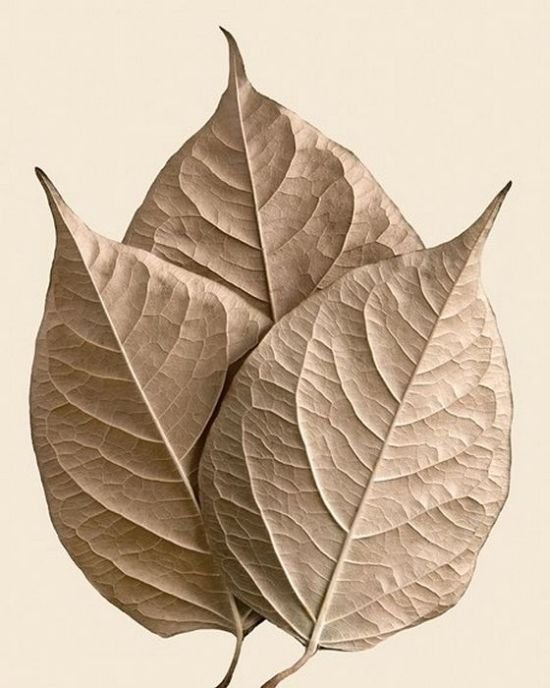 dry leaves art