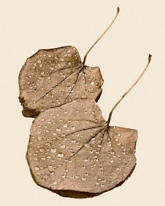 dry leaves art