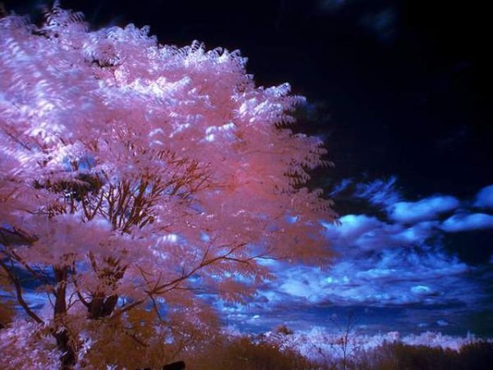 infrared photography