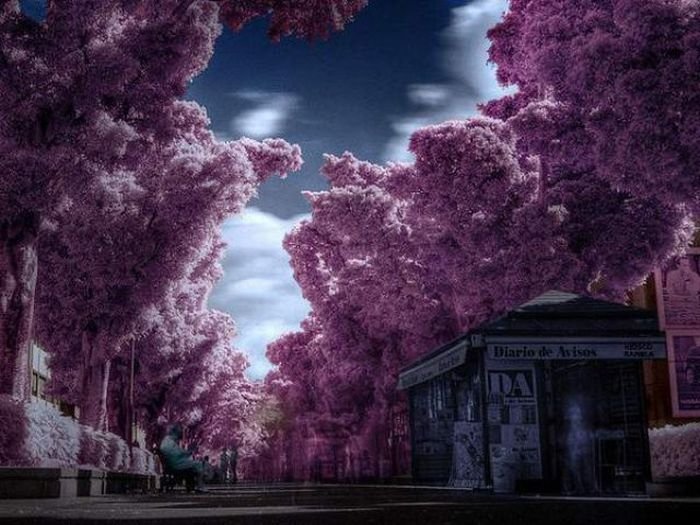 infrared photography