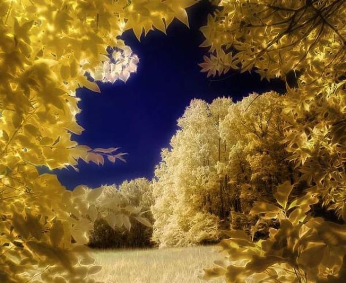 infrared photography