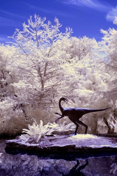 infrared photography