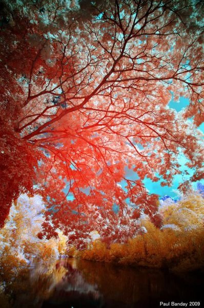 infrared photography