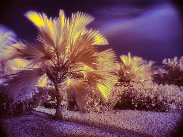 infrared photography