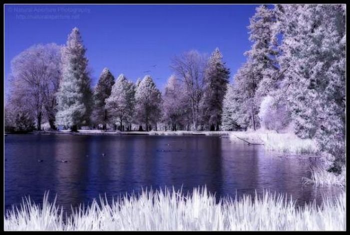 infrared photography