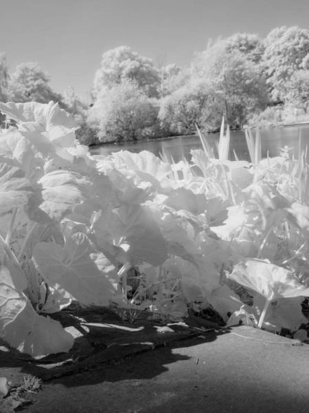 infrared photography