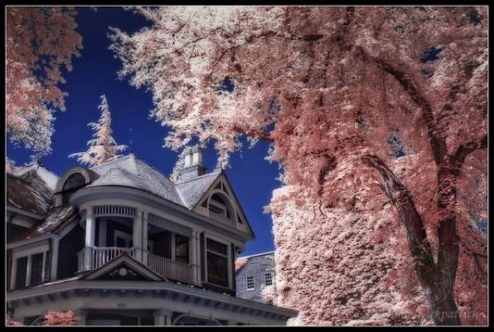 infrared photography