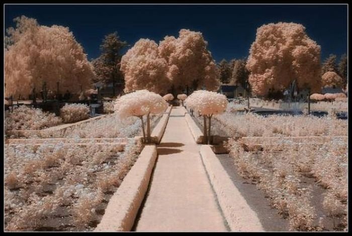 infrared photography