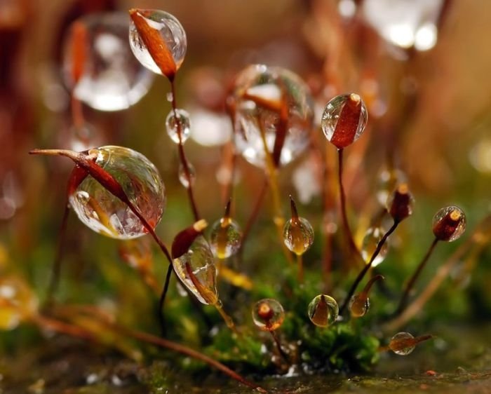 waterdrops in the nature