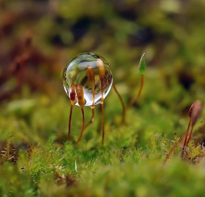 waterdrops in the nature