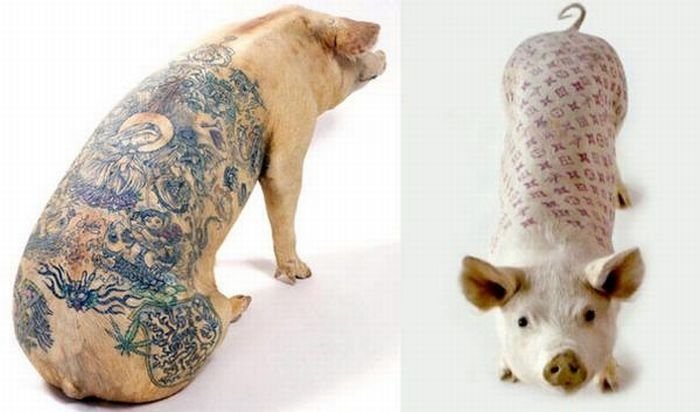 Tattooing pigs by Wim Delvoye