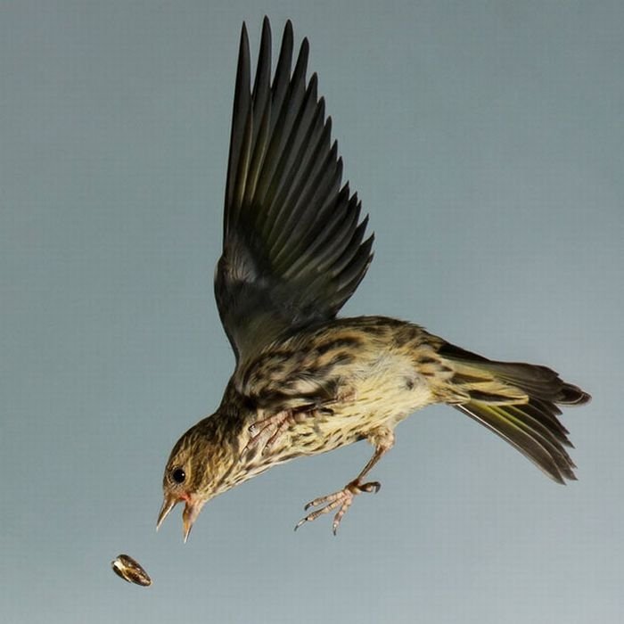 Birds in flight by Roy Hancliff