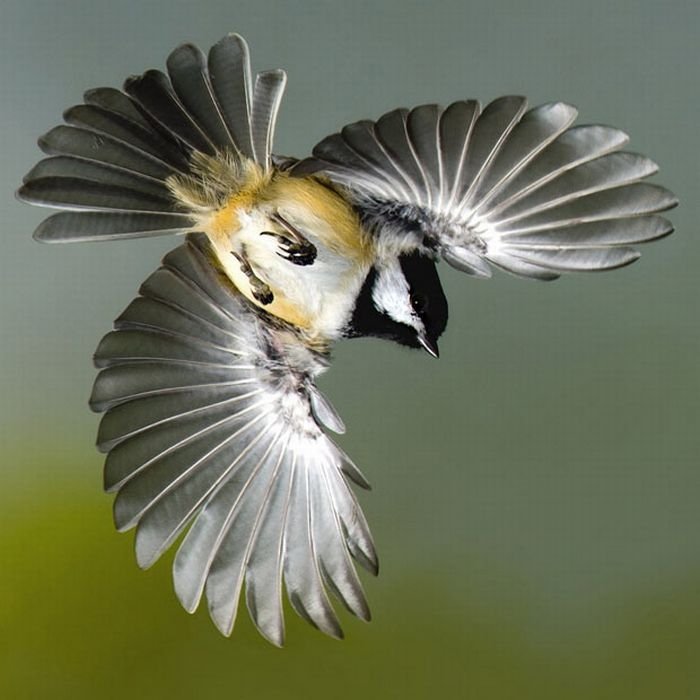 Birds in flight by Roy Hancliff