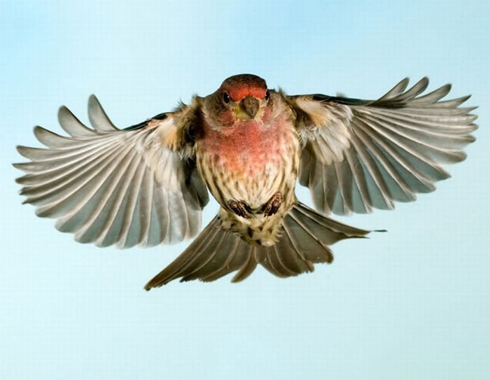 Birds in flight by Roy Hancliff