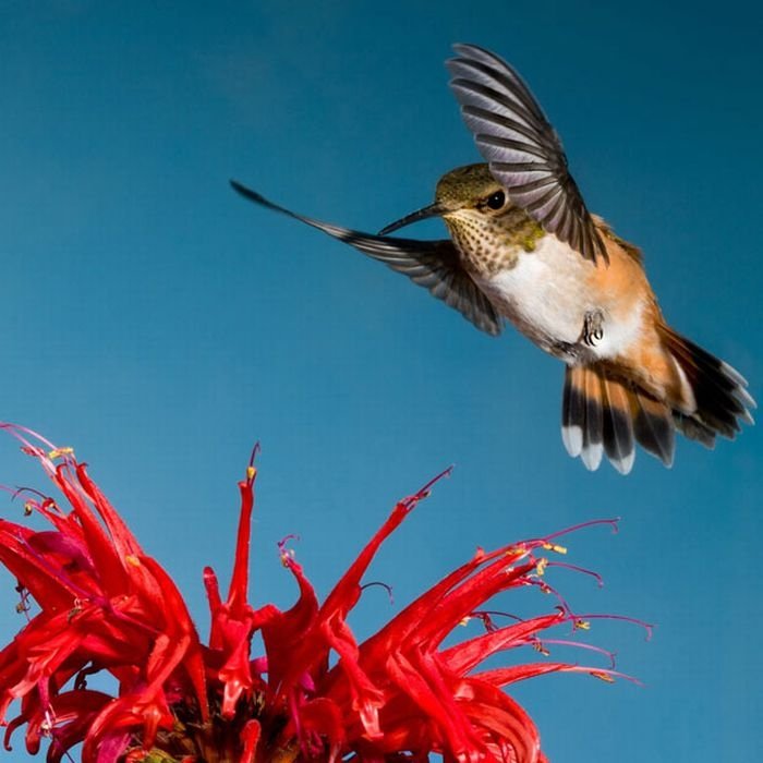 Birds in flight by Roy Hancliff