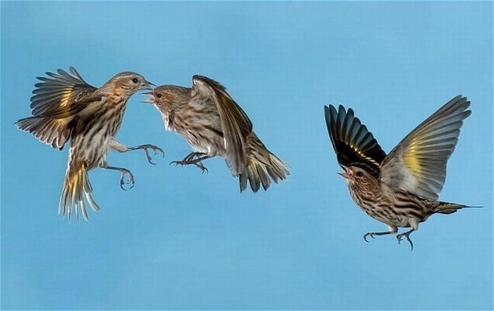 Birds in flight by Roy Hancliff