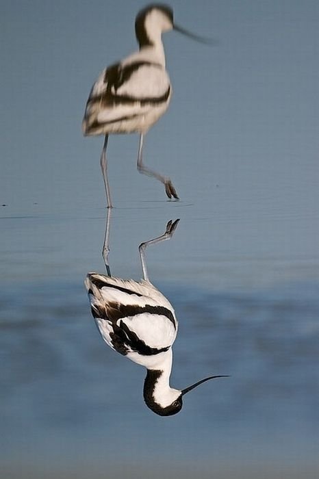 reflection in water