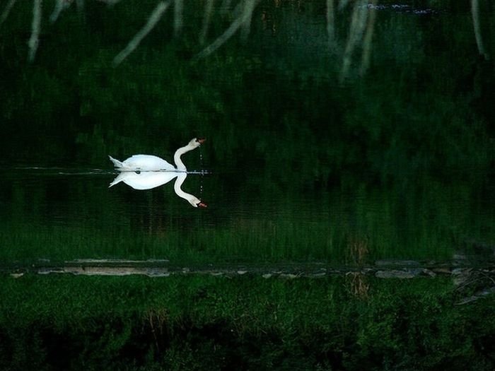 reflection in water