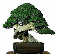 Art & Creativity: Bonsai art