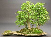 Art & Creativity: Bonsai art