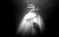 Art & Creativity: Underwater photography by Carlos Franco
