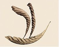 TopRq.com search results: dry leaves art