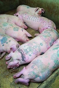 Art & Creativity: Tattooing pigs by Wim Delvoye