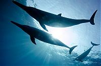 TopRq.com search results: One Ocean One Breath freediving collaboration by Eusebio And Christina Saenz De Santamaria