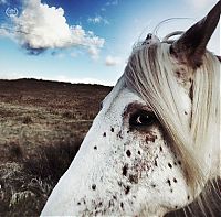 TopRq.com search results: iPhone Photography Awards 2013 winners