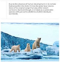 TopRq.com search results: interesting facts about polar bear