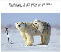 Art & Creativity: interesting facts about polar bear