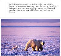 Art & Creativity: interesting facts about polar bear