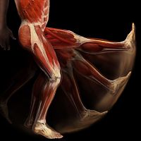 TopRq.com search results: Body Voyage: A 3D Tour of a Real Human Body by Alexander Tsiaras