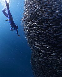 Art & Creativity: Underwater photography by Jorge Cervera Hauser