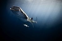 Art & Creativity: Underwater photography by Jorge Cervera Hauser