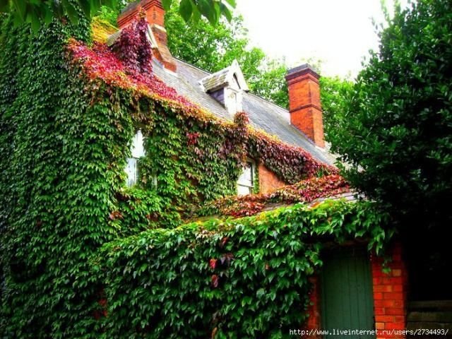 house with wild ivy