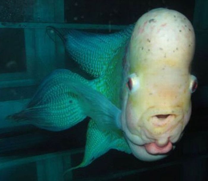 Самая некрасивая рыба в мире фото