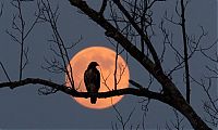 Pictures of the Day: Harvest Moon.jpg