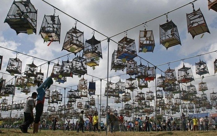 Bird Singing Contest  2010 in Yala Province, Thailand