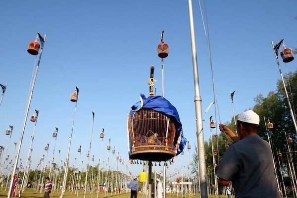 Bird Singing Contest  2010 in Yala Province, Thailand